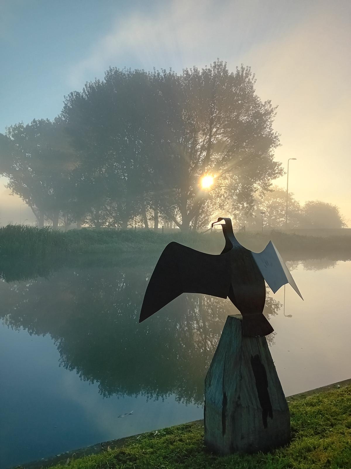 aalscholver (zittend met gespreide vleugels)